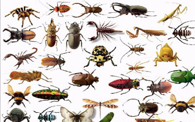 need help with your pest? Send us a photo