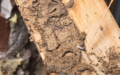 termite inspections mandurah