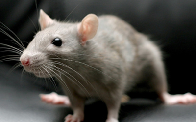 mice and rat rodent control